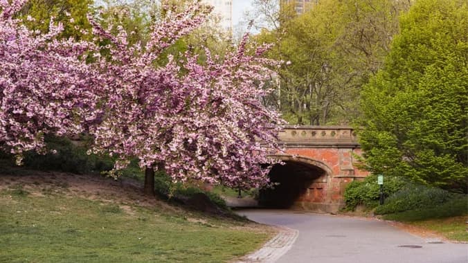 Walk&Talk - Cherry Blossom (Central Park)