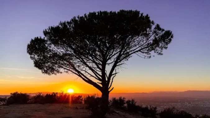 π³β¨ April Hike: The Wisdom Tree β A Place for Wishes β¨π³