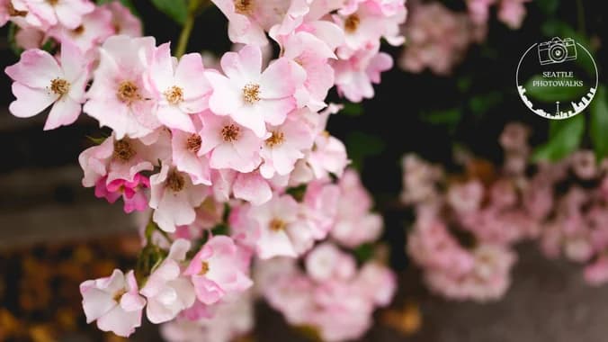 Photowalk: Wa Park Arboretum