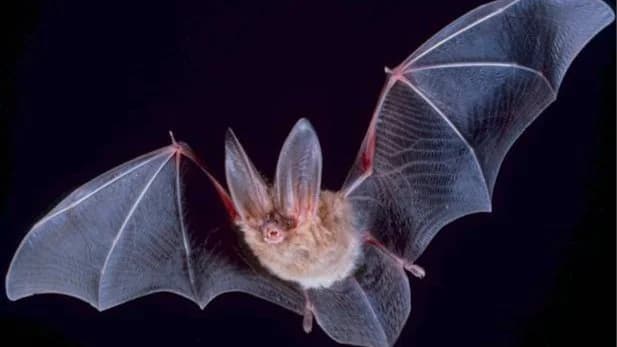 Thomas Nagel - What is it Like to be a Bat?